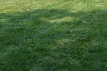 New yard Installation